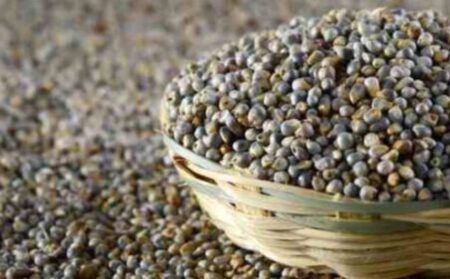 Green Millet (Bajra or Pearl millet)